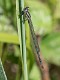 Coenagrion pulchellum immature male